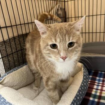 Domestic Medium Hair Cats Available for Adoption - Lincoln | PetCurious