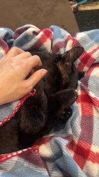 Captain Cuddles -  Domestic Short Hair Cat for Adoption in Tucson, Arizona - Captain Cuddles | PetCurious