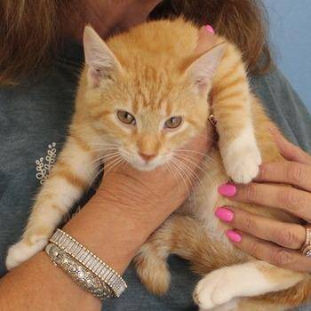 Mandarin -  Domestic Short Hair Cat for Adoption in Birmingham, Alabama - Mandarin | PetCurious