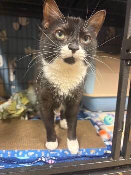 Anna -  Domestic Short Hair Cat for Adoption in Davenport, Iowa - Anna | PetCurious