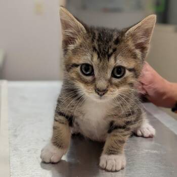 Bowie -  Domestic Short Hair Cat for Adoption in Prairie Du Chien, Wisconsin - Bowie | PetCurious