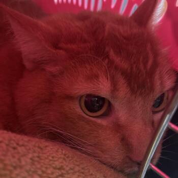 Thomas -  Domestic Short Hair Cat for Adoption in Yuma, Arizona - Thomas | PetCurious
