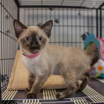 Domestic Short Hair and Siamese Cats Available for Adoption in Pawling, New York - Iris | PetCurious
