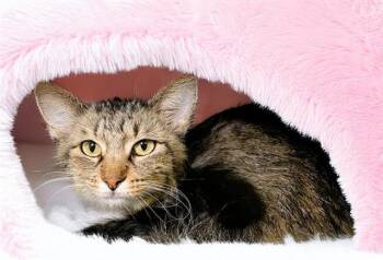 ESME -  Domestic Short Hair Cat for Adoption in Fort Lauderdale, Florida - ESME | PetCurious