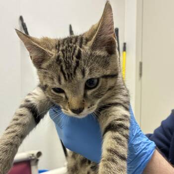 71512 -  Domestic Short Hair Cat for Adoption in Harrisonburg, Virginia - 71512 | PetCurious