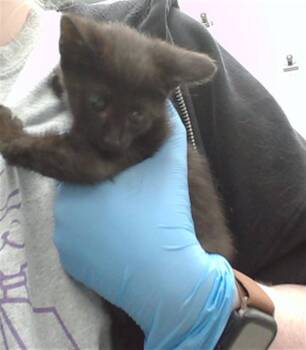 POTATO -  Domestic Short Hair Cat for Adoption in Omaha, Nebraska - POTATO | PetCurious