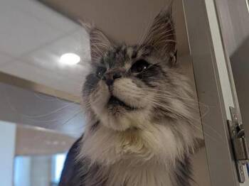 Yeti -  Maine Coon Cat for Adoption in Portland, Oregon - Yeti | PetCurious