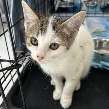 Domestic Short Hair Cats Available for Adoption in San Juan, San Juan - Dorian | PetCurious