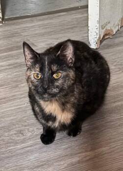 Princess -  Domestic Short Hair Cat for Adoption in Greensboro, North Carolina - Princess | PetCurious