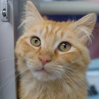 Fluffigus -  Domestic Long Hair Cat for Adoption in Seattle, Washington - Fluffigus | PetCurious