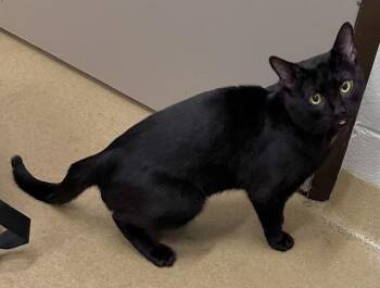 HARAMBE -  Domestic Short Hair Cat for Adoption in Derwood, Maryland - HARAMBE | PetCurious