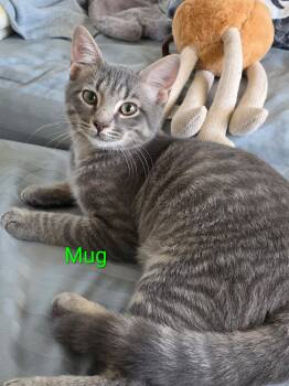 Mug -  Domestic Short Hair Cat for Adoption in Pawleys Island, South Carolina - Mug | PetCurious