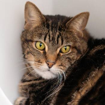 Darcy -  Domestic Short Hair and Mixed Breed Cat for Adoption in Lakewood, Colorado - Darcy | PetCurious