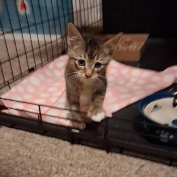 Theodore -  Domestic Short Hair Cat for Adoption in Springfield, Illinois - Theodore | PetCurious