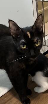 Domestic Short Hair Cats Available for Adoption in Holland, Michigan - Betty | PetCurious