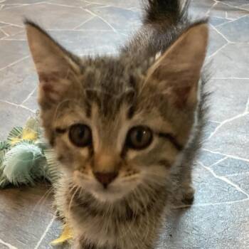Teddi -  Domestic Medium Hair Cat for Adoption in Marion, Illinois - Teddi | PetCurious