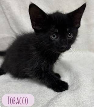Tobacco -  Domestic Short Hair Cat for Adoption in Parma, Ohio - Tobacco | PetCurious