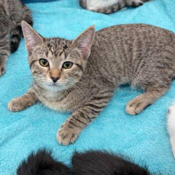 Domestic Medium Hair Cats Available for Adoption - Dolly Parton | PetCurious