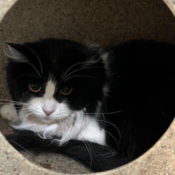 Domestic Medium Hair Cats Available for Adoption - Eva | PetCurious
