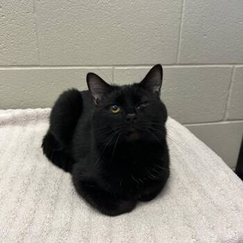 Domestic Short Hair Cats Available for Adoption in Bristol, Indiana - Ezra | PetCurious