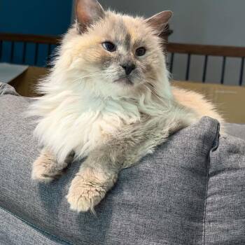 Blanka - J44 -  Ragdoll and Siamese Cat for Adoption - Blanka - J44 | PetCurious