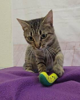Squirrel -  Domestic Short Hair Cat for Adoption in Red Wing, Minnesota - Squirrel | PetCurious