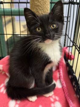 Rescue Domestic Short Hair Cats for Adoption in Shorewood, Illinois - Magic | PetCurious