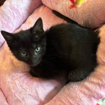 Opal -  Domestic Short Hair Cat for Adoption in Cumming, Georgia - Opal | PetCurious