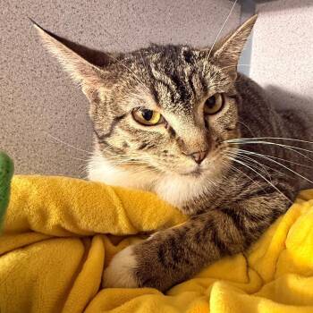 Domestic Short Hair Cats Available for Adoption - Jackie | PetCurious