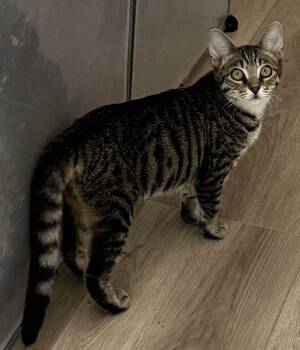 Pipsqueak -  Domestic Short Hair Cat for Adoption in Seal Beach, California - Pipsqueak | PetCurious