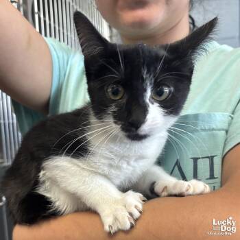 Domestic Short Hair Cats Available for Adoption - Lima Bean | PetCurious