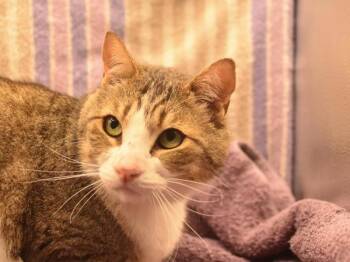 Domestic Short Hair Cats Available for Adoption in Portland, Oregon - Derek | PetCurious