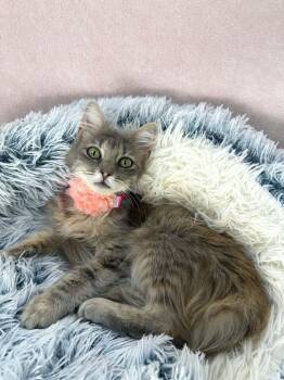 Raven Symone -  Domestic Long Hair Cat for Adoption in Tavares, Florida - Raven Symone | PetCurious