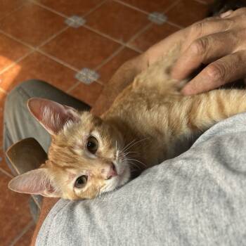 Rescue Domestic Short Hair Cats for Adoption in Austin, Texas - Toblerone NN | PetCurious