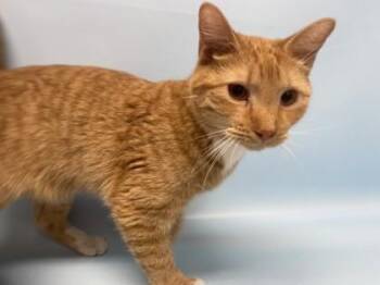 Parker -  American Shorthair and Domestic Short Hair Cat for Adoption in Golden Valley, Minnesota - Parker | PetCurious