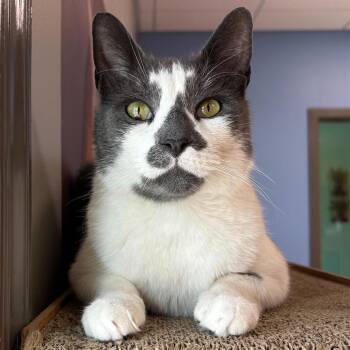 Frittz -  Domestic Short Hair Cat for Adoption in Wilmington, Delaware - Frittz | PetCurious