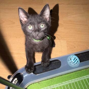 Yoda -  Domestic Short Hair Cat for Adoption in Antioch, California - Yoda | PetCurious