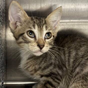 Stripes -  Domestic Short Hair Cat for Adoption in League City, Texas - Stripes | PetCurious
