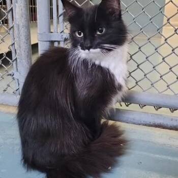 Vino -  Domestic Medium Hair Cat for Adoption in New York, New York - Vino | PetCurious