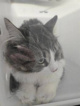 Minnie -  Domestic Short Hair Cat for Adoption in Montreal, Quebec - Minnie | PetCurious