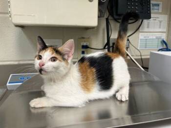 Rescue Domestic Short Hair Cats for Adoption in Gray, Louisiana - Glitter | PetCurious