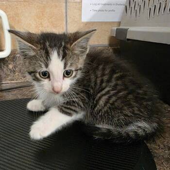 Domestic Short Hair Cats Available for Adoption in Eureka Springs, Arkansas - Ninetails | PetCurious