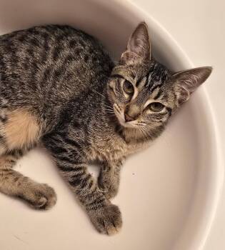 Moe -  Domestic Short Hair Cat for Adoption in Glendale, Arizona - Moe | PetCurious