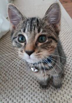 Rescue Domestic Short Hair Cats for Adoption in Oklahoma City, Oklahoma - Chipz | PetCurious