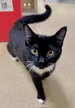 GIGI -  Domestic Short Hair Cat for Adoption in Derwood, Maryland - GIGI | PetCurious