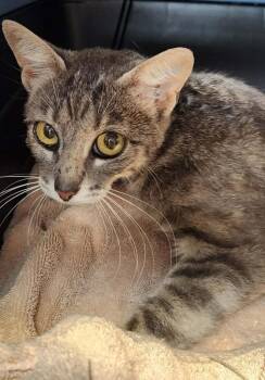 Sewer -  Domestic Short Hair Cat Available for Adoption in Republic, Missouri - Sewer | PetCurious