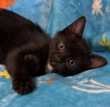 Tae Kwan Do -  Domestic Short Hair Cat for Adoption in Lexington, Kentucky - Tae Kwan Do | PetCurious