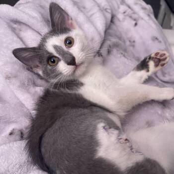 Threesa -  Domestic Short Hair Cat for Adoption in Buffalo, Minnesota - Threesa | PetCurious