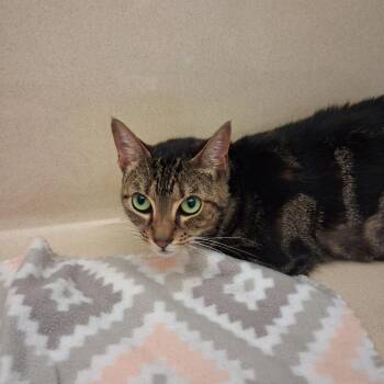 Shelby -  Domestic Short Hair Cat for Adoption in Gautier, Mississippi - Shelby | PetCurious