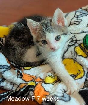 Meadow -  Domestic Medium Hair Cat for Adoption in Fort Payne, Alabama - Meadow | PetCurious